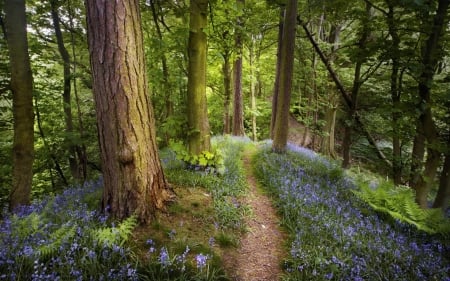 Spring Forest - Forest, Path, Flowers, Spring