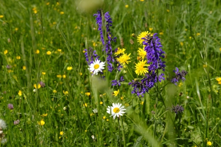 Wild Flowers - nature, flowers, meadow, grass