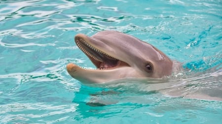 Happy Dolphin - dolphin, sea, laughing, happy