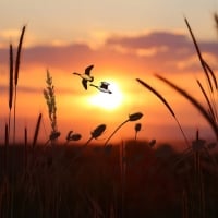 Sunset Grass