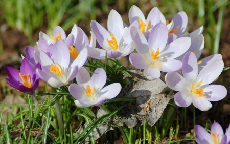 Crocuses - nature, crocuses, flowers, spring