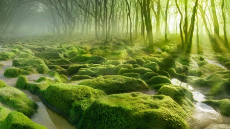 Mossy Forest - forest, moss, landscape, green