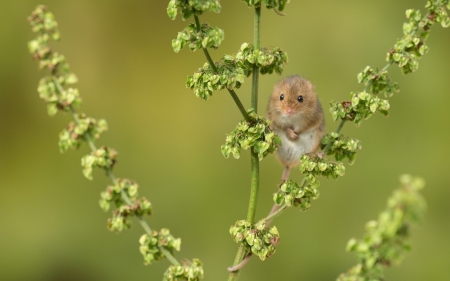 Harvest mouse - soricel, harvest mouce, animal, cute, rodent, green