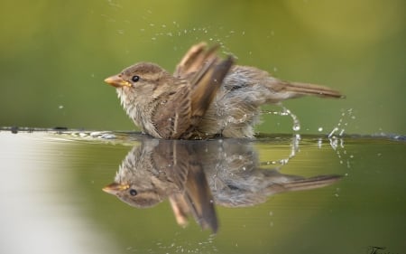 Sparrow - bird, sparrow, water, summer, cute, pasare, bath