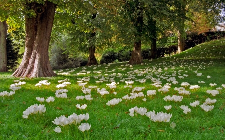 Crocuses in Park - flowers, tree, park, crocuses