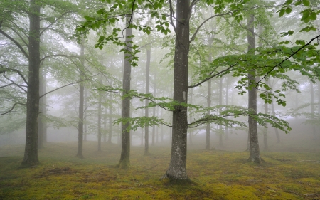 Misty Forest - Trees, Mist, Forest, Nature