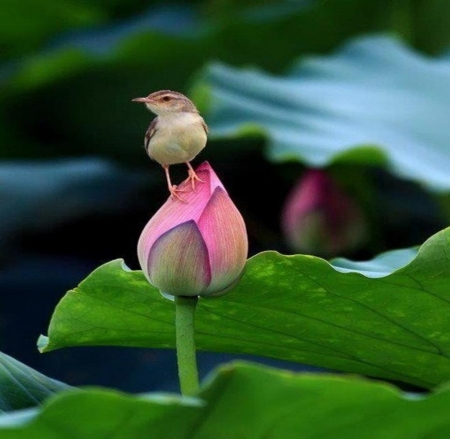 Bird on a lotus bud