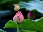 Bird on a lotus bud