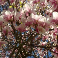 Magnolia