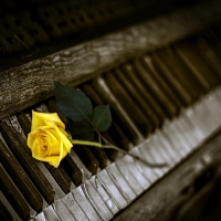 Yellow Rose And Old Piano