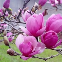 Magnolia