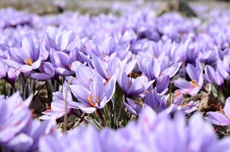 Purpel Love - color, flower, purple, amazing