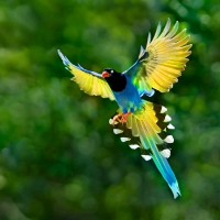 Taiwan blue magpie display (thanks Jean-Marc)