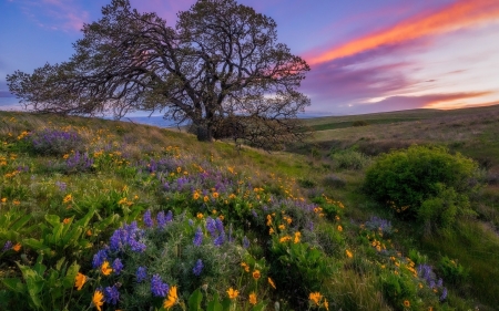 Spring Sunset - flowers, blossoms, meadow, tree, sky