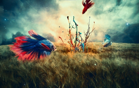 The gathering of bettas - berli mike, fantasy, summer, blue, red, fish, creative, luminos