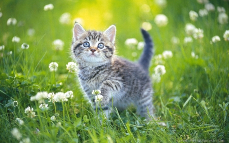 kitten in the grass - flowers, cut, animal, kitten