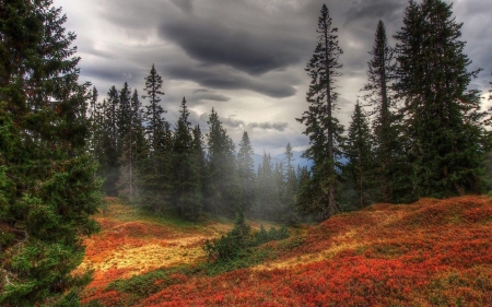 Beautiful nature - cloud, nature, tree, amazing