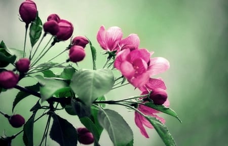 Beautiful flowers - wonderful, flower, pink, garden