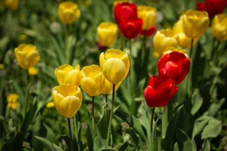 TULIPS - tulips, flower, yellow, red