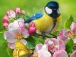 Blue tit