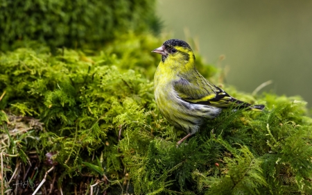 Bird - green, yellow, bird, pasare