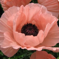 Pink poppy