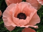 Pink poppy