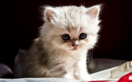 Kitten - cat, animal, pisica, cute, kitten