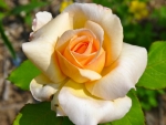 Pretty Rose