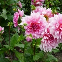 Pink Dahlias