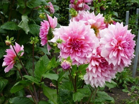 Pink Dahlias - flowers, nature, garden, dalia, petals, pink