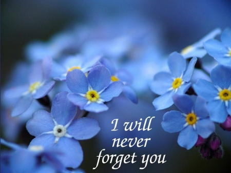 I Will Never Forget You - Yellow, Flowers, Blue, Forget Me Not