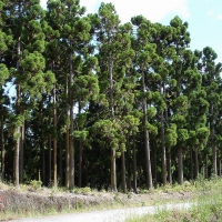 Cryptomeria plantation