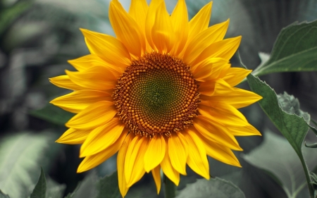 Sunflower - field, sunflower, nature, yellw