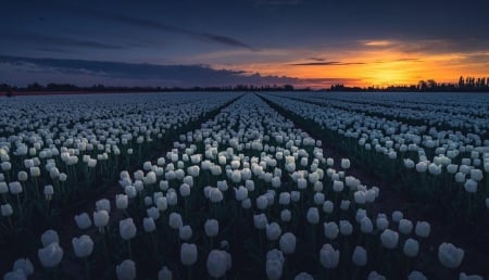 Splendor of our planet - flower, amazing, tulips, sunset