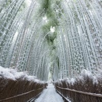 Arashiyama Bamboo Grove