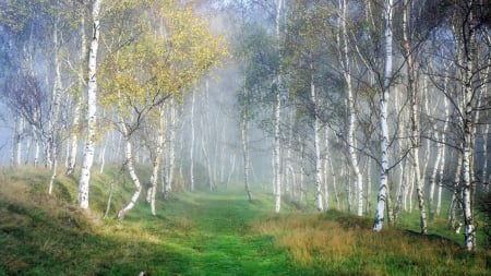 Birch Forest in Fog - 5k, forest, birch, path, fog, trees, nature