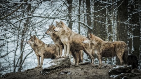 Wolves - lup, animal, wolf, pack, forest