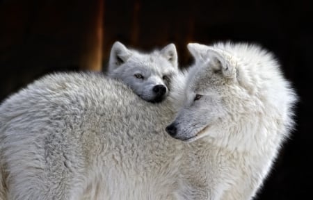 Wolves - lup, white, animal, wolf, couple