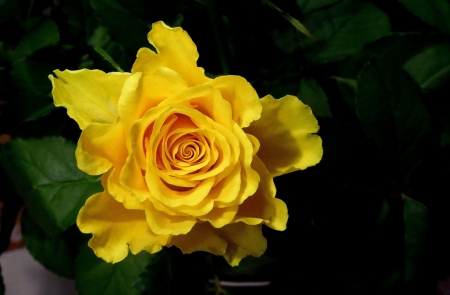 Yellow rose - trandafir, yellow, rose, flower