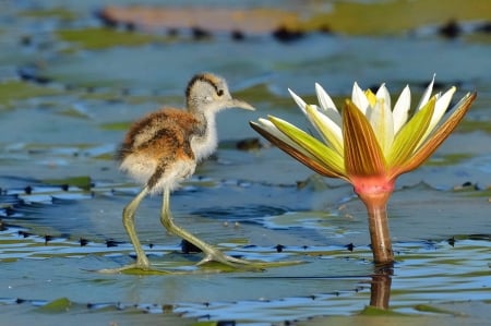 Bird and lotus - lotus, water, summer, african jacana, pasare, bird