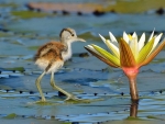 Bird and lotus