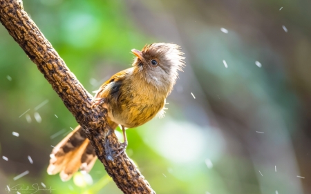 Bird - cute, bird, pasare, branch