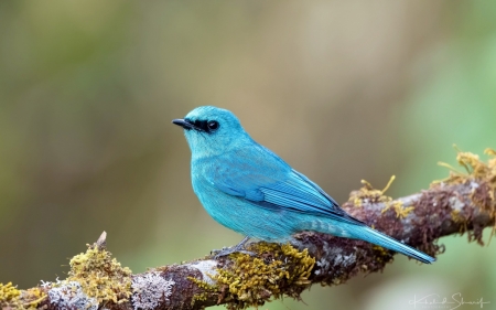 Bird - cute, bird, pasare, blue