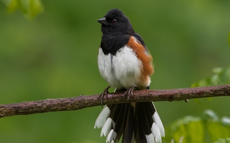 Bird - bird, pasare, black, green