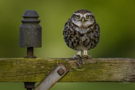 Owl - owl, bird, green, wood, pasare, bufnita, fence