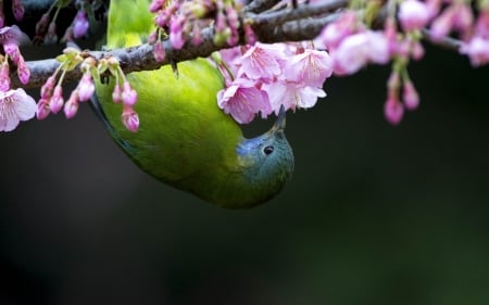 Bird - cherry blossom, pasare, bird, pink, spring, sakura, green