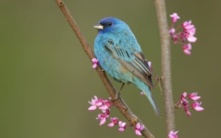 Bird - flower, pasare, bird, pink, spring, blue