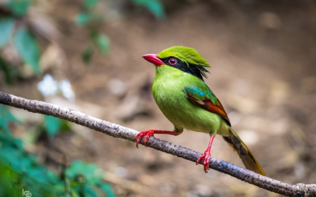 Bird - red, pasare, bird, cute, green, exotic