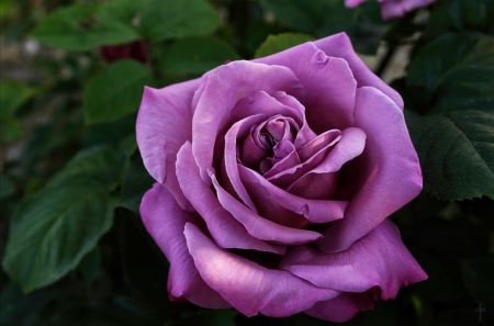 Rose - flower, purple, rose, pink, trandafir